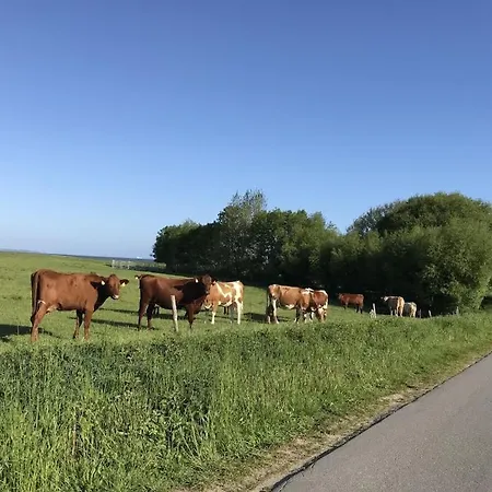 Dom wakacyjny Strandgut Wackerballig *